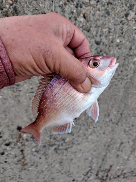 播磨新島のキス釣査８.