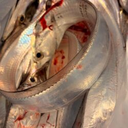 時合なし、ぽつぽつ拾い釣り