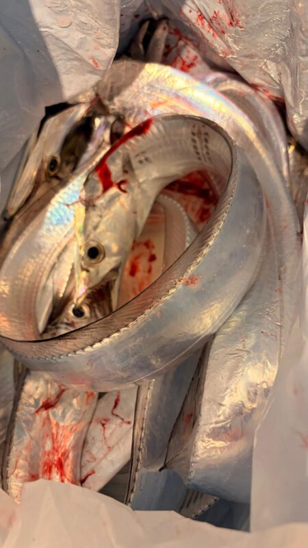 時合なし、ぽつぽつ拾い釣り