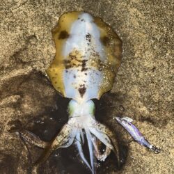 エギング