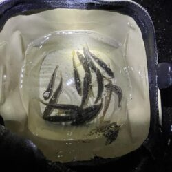 初めてのマゴチ?