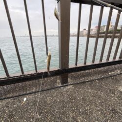 ウリボウも厳しい