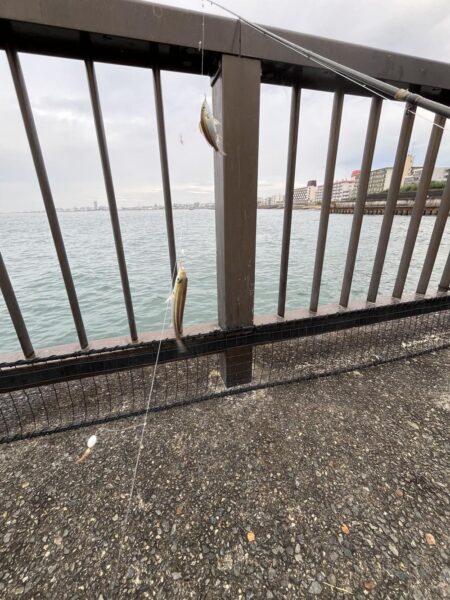 ウリボウも厳しい