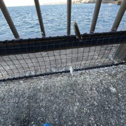 アジ厳しいレベル1