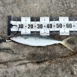 青物調査