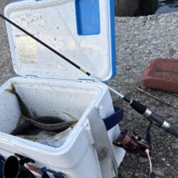 今日もアジ釣り