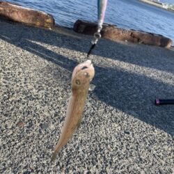 タモ網いらず