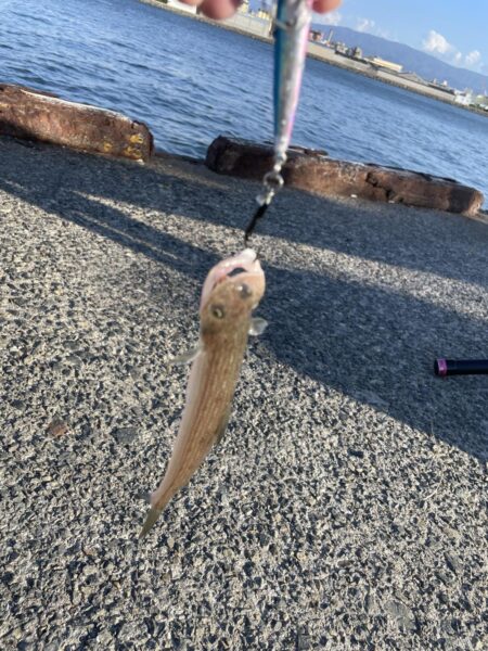 タモ網いらず