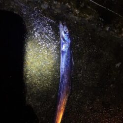 釣れました