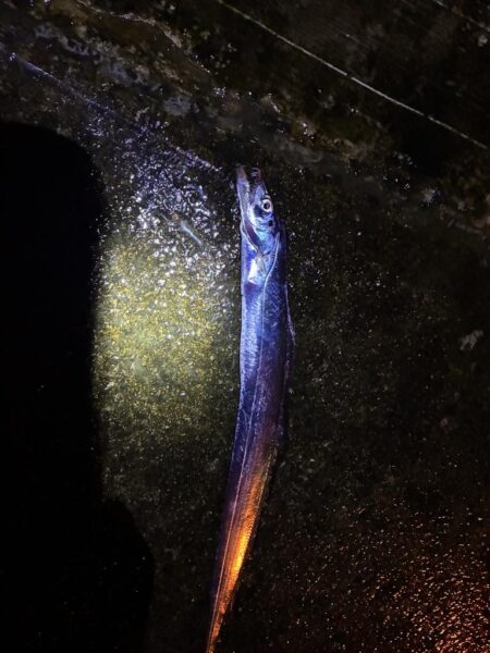 釣れました