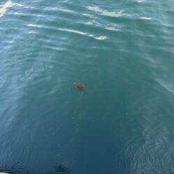 鳥を取って、魚を釣って行くゥ5th