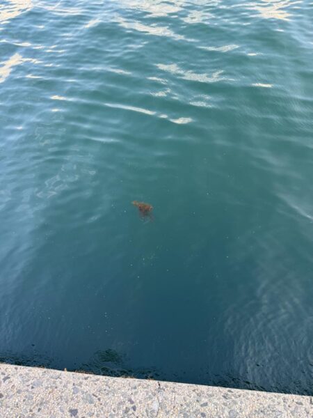 鳥を取って、魚を釣って行くゥ5th