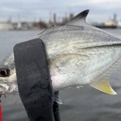 初魚種