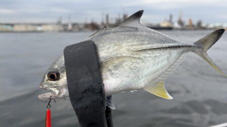 初魚種