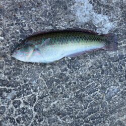 銅付き釣り