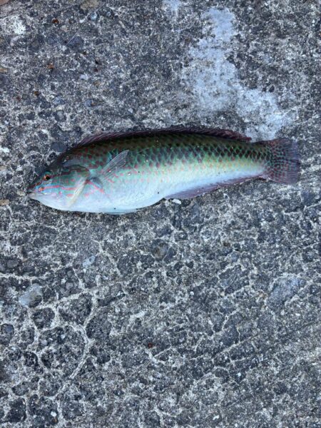 銅付き釣り
