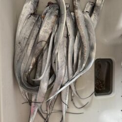 太刀魚釣り