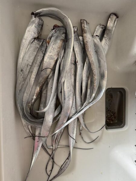 太刀魚釣り