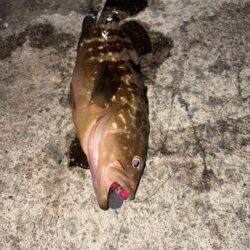 根魚