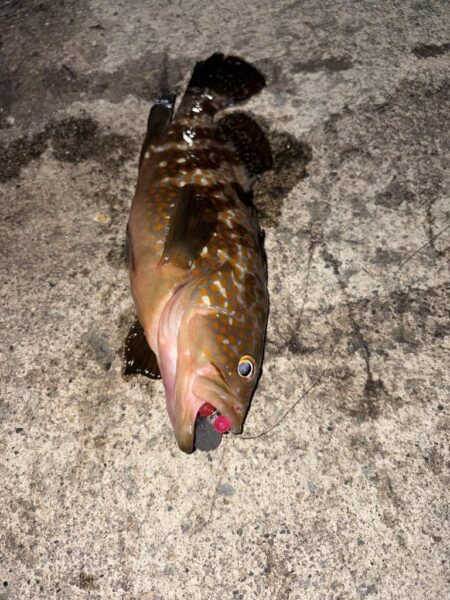 根魚