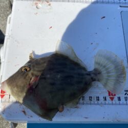シロギスタ:カワハギ狙いの離島沖堤防2