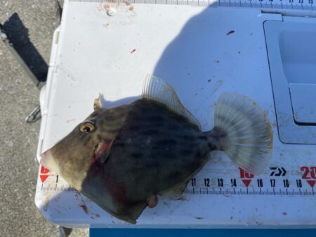 シロギスタ:カワハギ狙いの離島沖堤防2