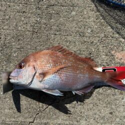 久々の投稿、平磯で真鯛