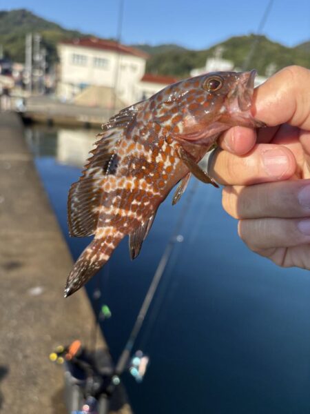 初、年なしチヌ！