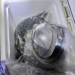 大サバ釣れすぎ注意