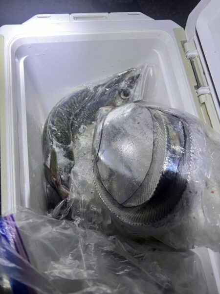 大サバ釣れすぎ注意