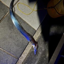 大潮の太刀魚釣り🎣