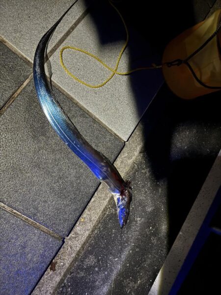 大潮の太刀魚釣り🎣