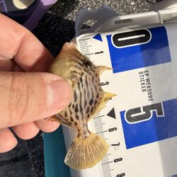 翼港でカワハギ狙い