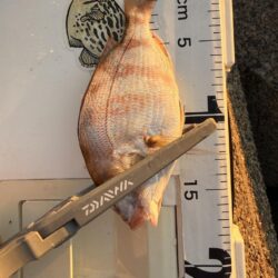 久しぶりのキス釣り
