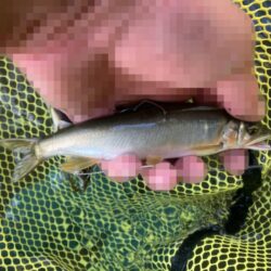 ランガンで引き当てた20cm超！タフコンアユイング (北茨城市)