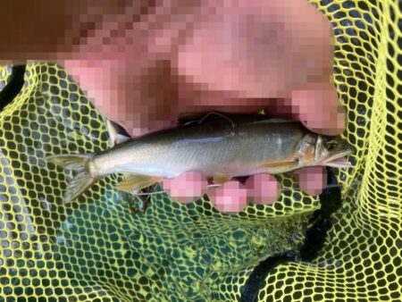ランガンで引き当てた20cm超！タフコンアユイング (北茨城市)