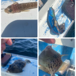 相模湾　カワハギ今シーズン初釣行