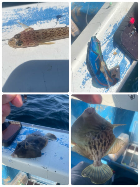 相模湾　カワハギ今シーズン初釣行