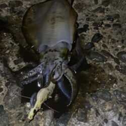 潮止まりエギング