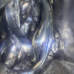 タチウオ釣り