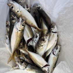 アジ、サバ、チヌと好調でした♪