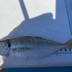 シロギスタ:カワハギ狙いの離島沖堤防