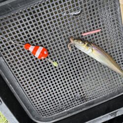 春以来のキス釣り！！