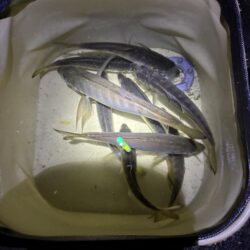 釣れました^_^