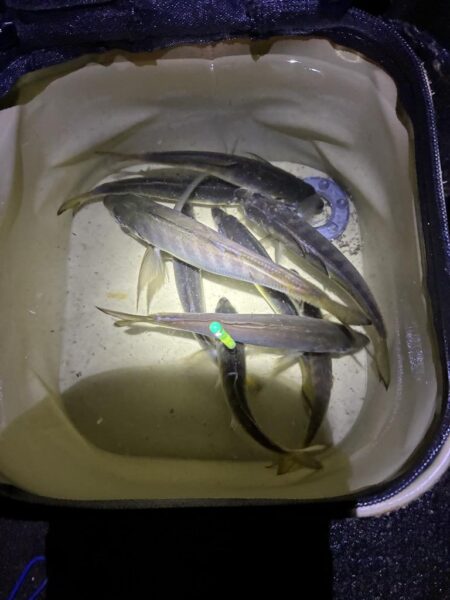 釣れました^_^