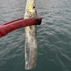 タチウオ釣り