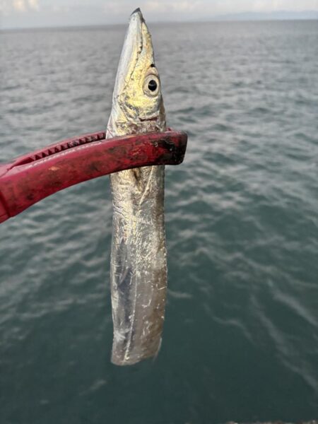 タチウオ釣り