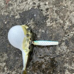 外道三昧