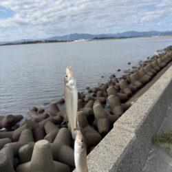 三重県に、落ちギス釣りに