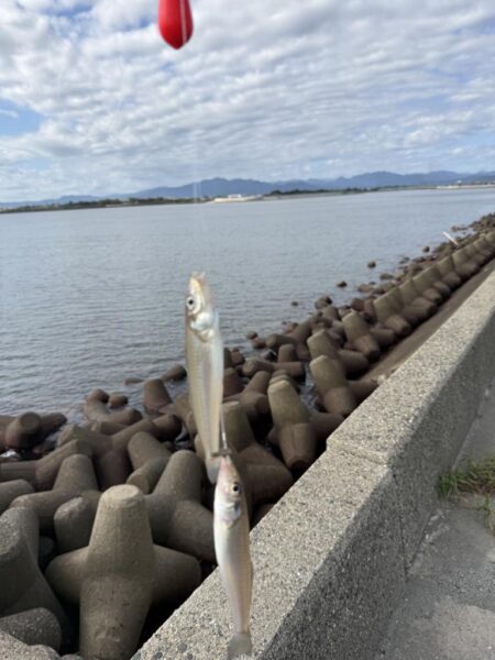 三重県に、落ちギス釣りに